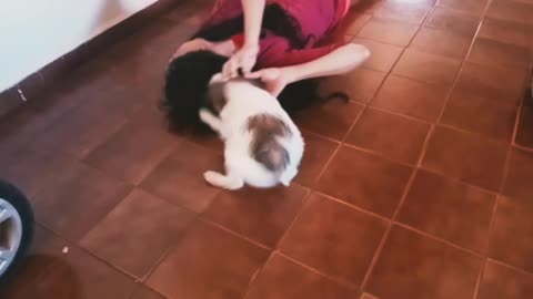 Puppy attacks owner after she tries to take his bed.