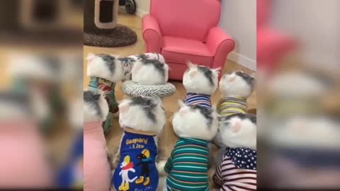 So cute funny very funny