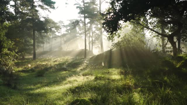 light coming the forest