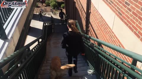 4 Year Old Golden Retriever "Reagan" Before/After Video | Dog Training in Athens Georgia