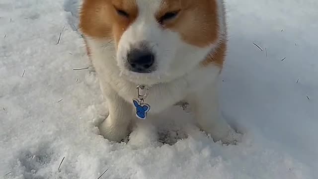 A dog is happy