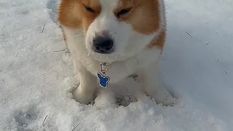 A dog is happy
