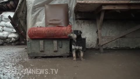 Rambo - The protector of Ukraine