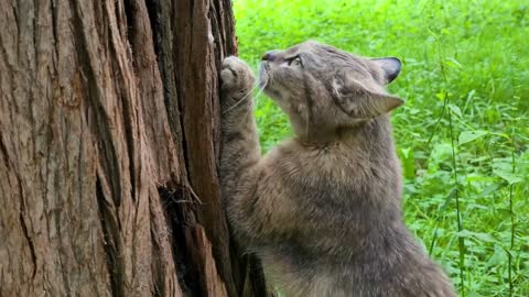A cute gray cat is sharpening its claws on a tree trunk at a park