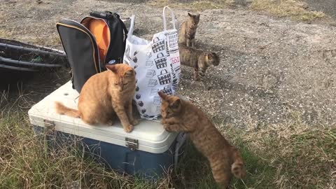 cat reality