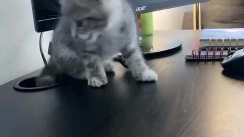 Cats are Liquid Proof 6