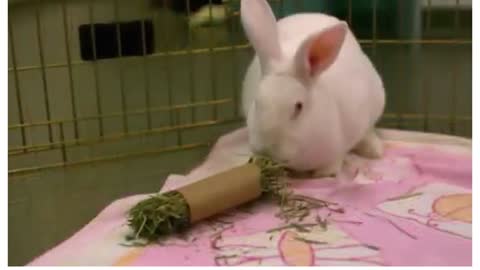 Funny and cute bunny rabbit eating videos