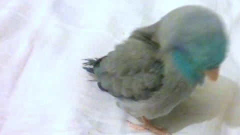 DANCER BIRD