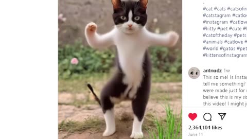 Dancing Cat