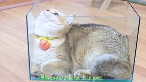 Cats Vs Water