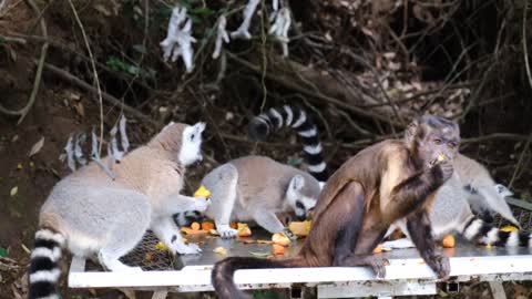 monkeys in groups savor the fruits