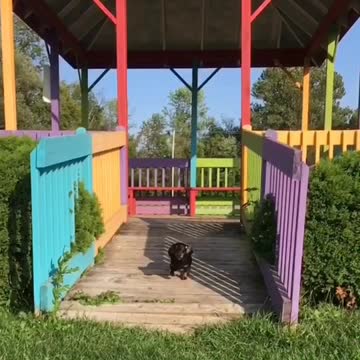 The Dachshund chariot