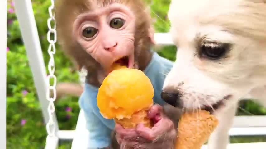 Monkey baby bon bon eats watermelon ice cream with puppy at home garden. The floor is lava.