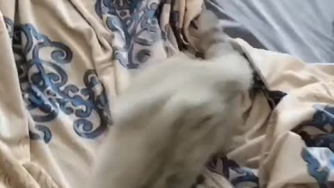sweet cat