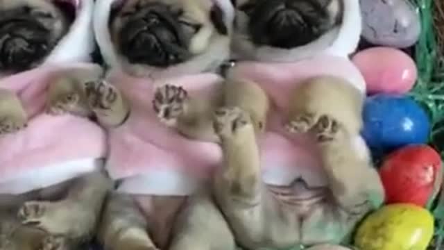 Cute and Funny Dogs Videos Compilation. #short #shorts 36