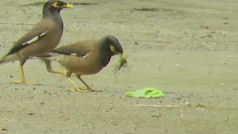 Collects material to make nest common myna