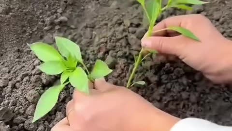 How garden sustain organic