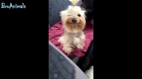 Funny dogs and cats. TRY NOT TO LAUGH! XD