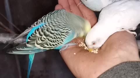 My parakeet that eats on my hand