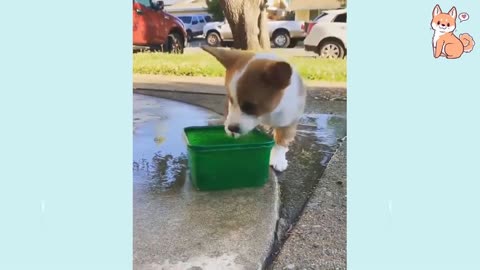 You will laugh at all the DOGS Funny DOG Videos