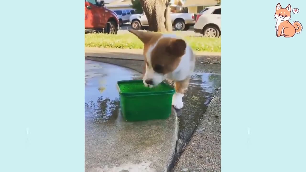 You will laugh at all the DOGS Funny DOG Videos