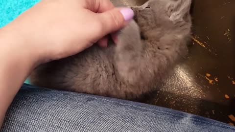 Tiny squeaky kitten