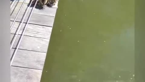 Amazing stunt by...... Animals......