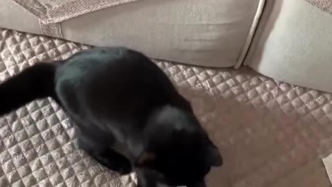 Cute Funny Cats Viral Clips