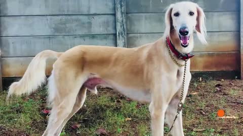 15 Most Expensive Dogs Around the World