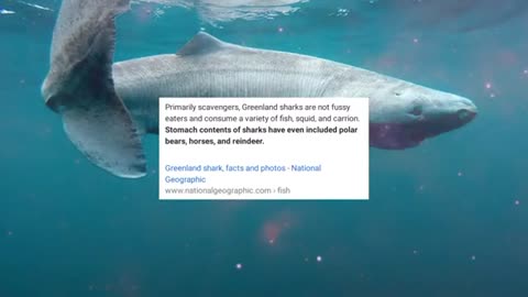 Top 10 Biggest Sharks You Won't Believe Exist