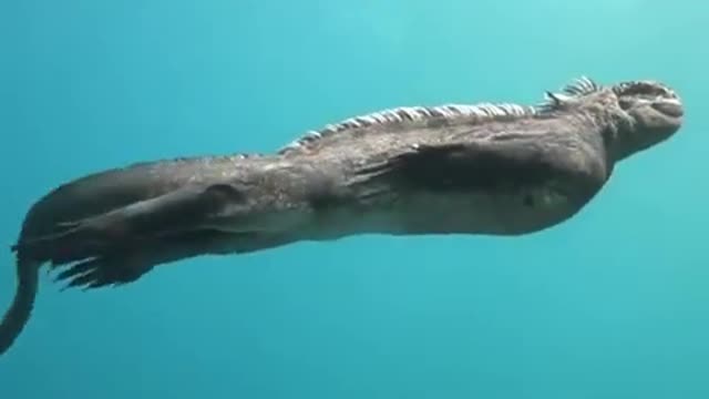 Mini-Godzilla’ filmed off Galapagos coast