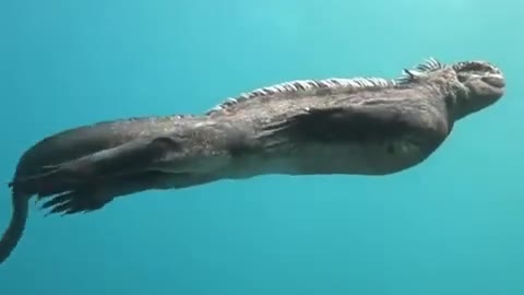 Mini-Godzilla’ filmed off Galapagos coast