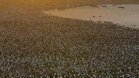 Migratory birds