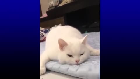 Funny Cats and Dogs