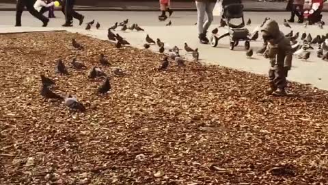 Child playing with pigeons