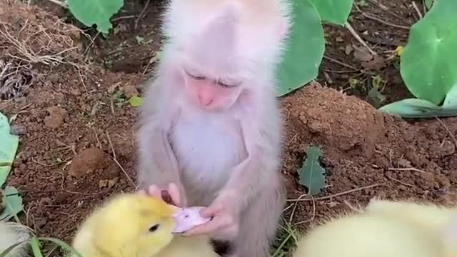 Bebê macaco engraçado