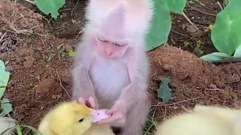 Bebê macaco engraçado