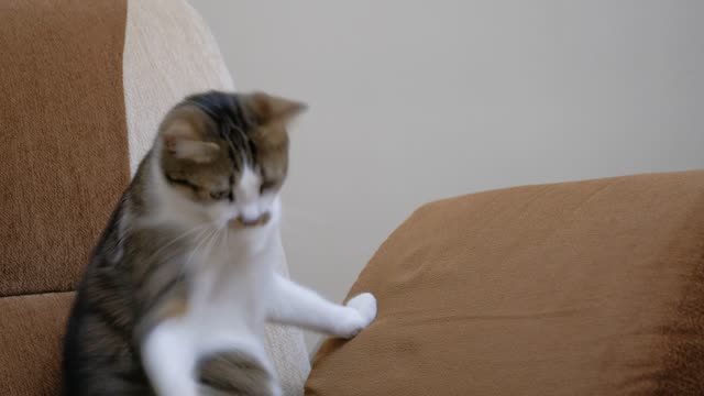 A men playing with his cute cat