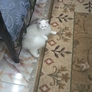 check out cats eat only meat at launch time