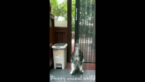 Funny cat and dog videos 2024 😍 Funny cat compilation 😂 funny cat moments 🐱 try not to laugh