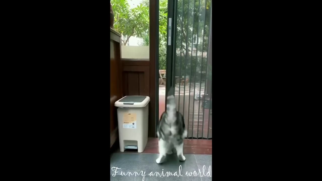 Funny cat and dog videos 2024 😍 Funny cat compilation 😂 funny cat moments 🐱 try not to laugh