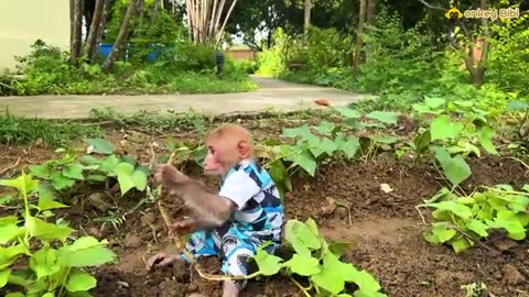 Super_monkey_Bibi_takes_care_of_baby_monkey_and_helps_Mom_harvest_potatoes
