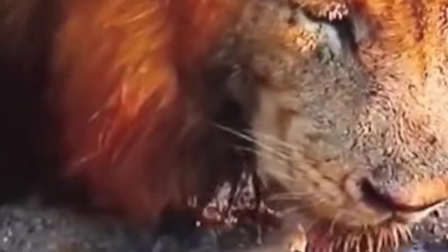 Funny Tortoise and Lion