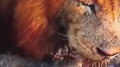 Funny Tortoise and Lion