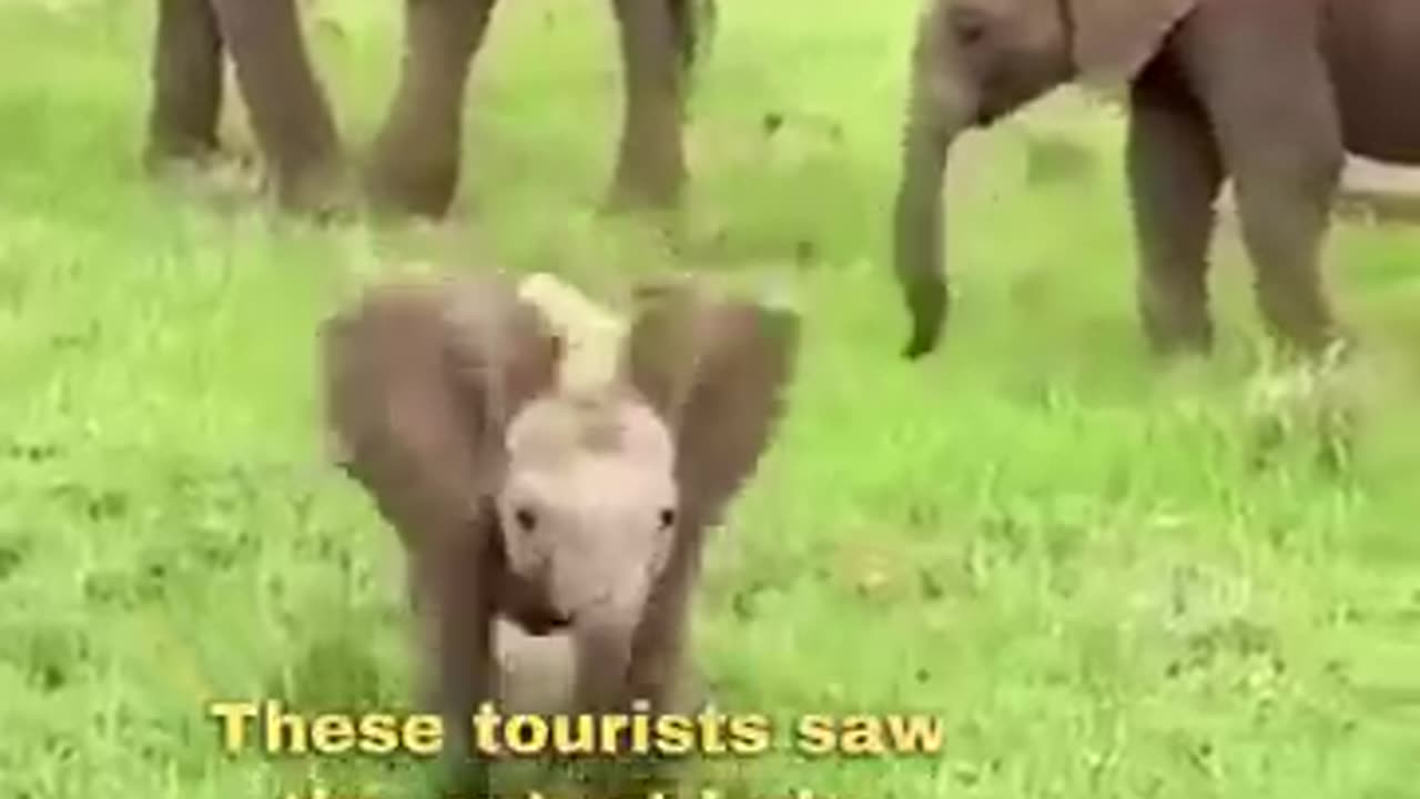 Baby Elephant Trise To Scare Tourists 😂😂