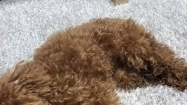 Dog Nana learns to pretend to die