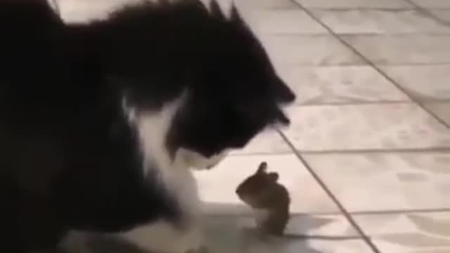 Fearless Mouse