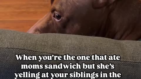 Unbelievably Funny Dogs – Watch These Hilarious Pups in Action! 🐶😂"