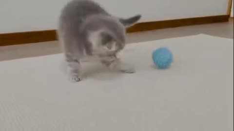 cute cat New video2024