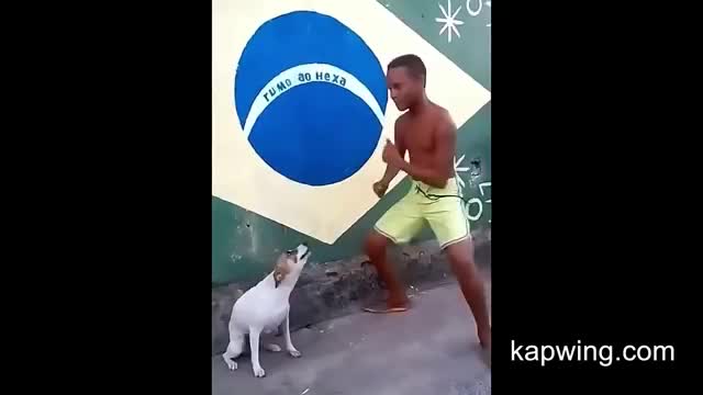 Dog fanny beautiful dance shorts video.
